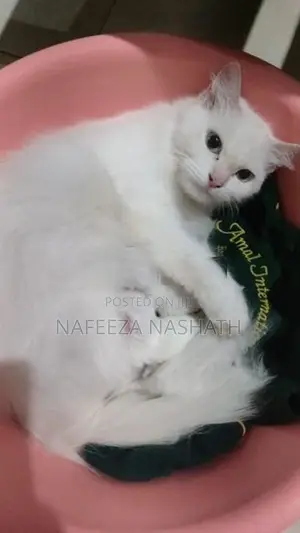 Persian Cat