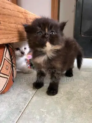 Persian Kittens