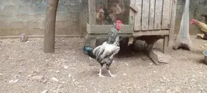 Rooster