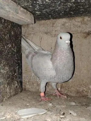 Pigeons