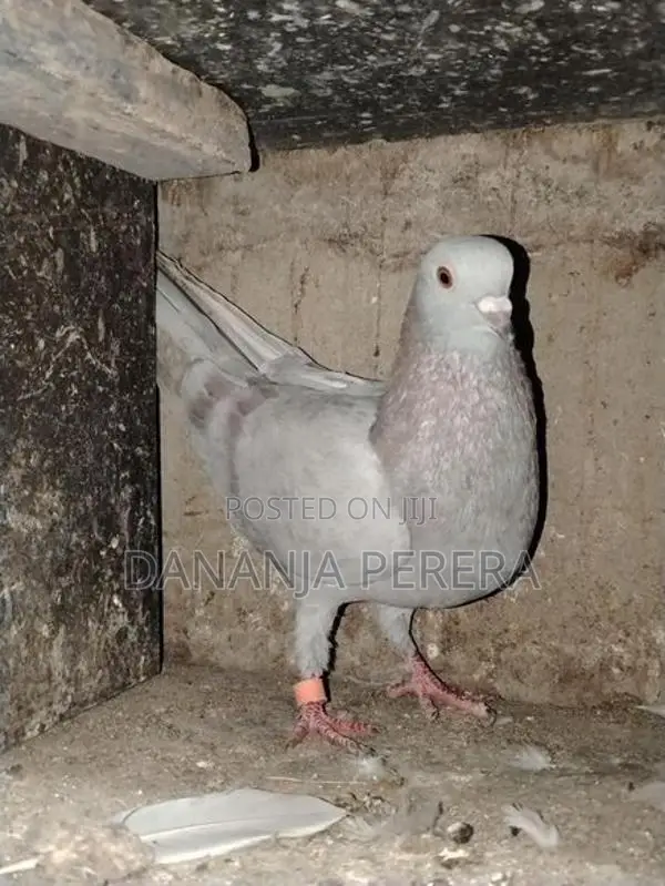 Pigeons