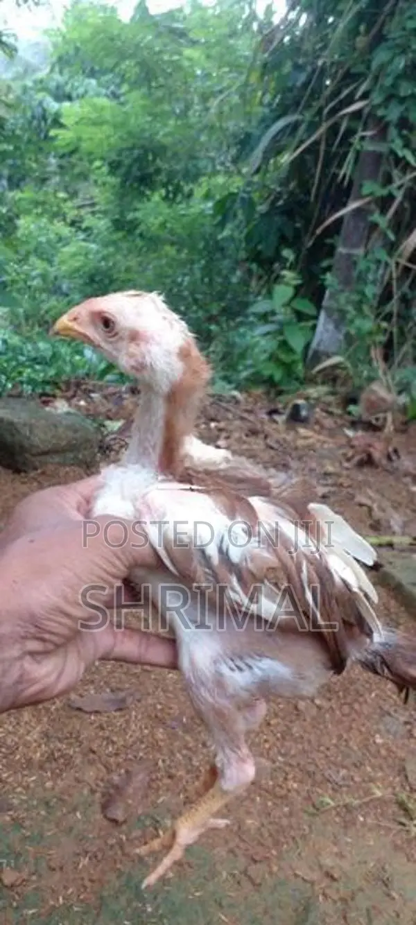 Shamo Rooster
