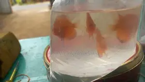 Discuss Fish
