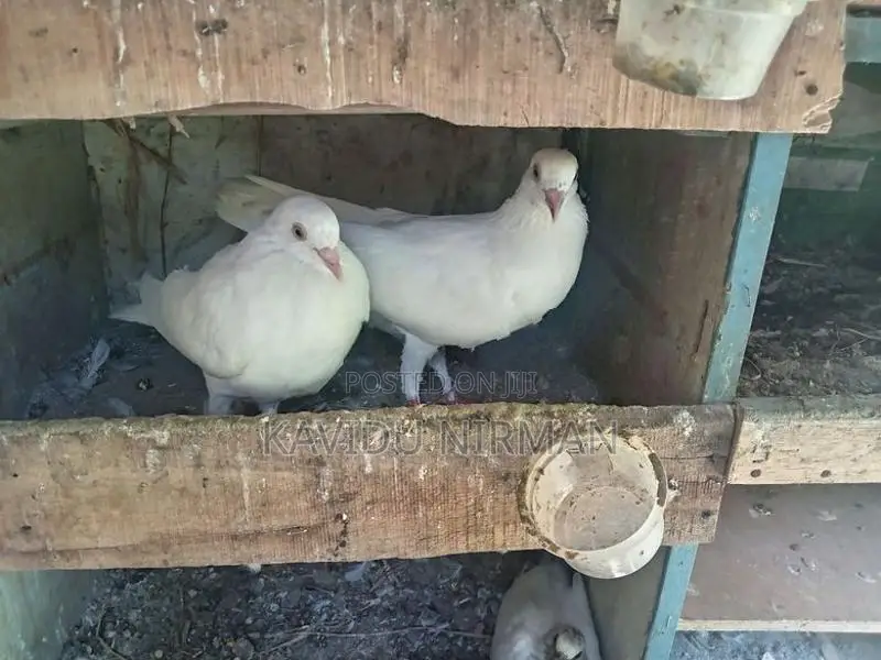 Indiyan pigeon