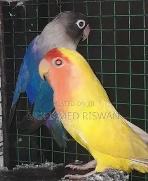 African love birds