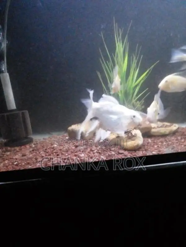 Short body platinum butterfly koi