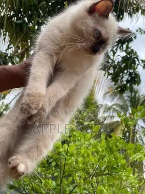 Persian Cat