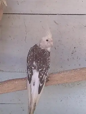 Cockatiel Pair