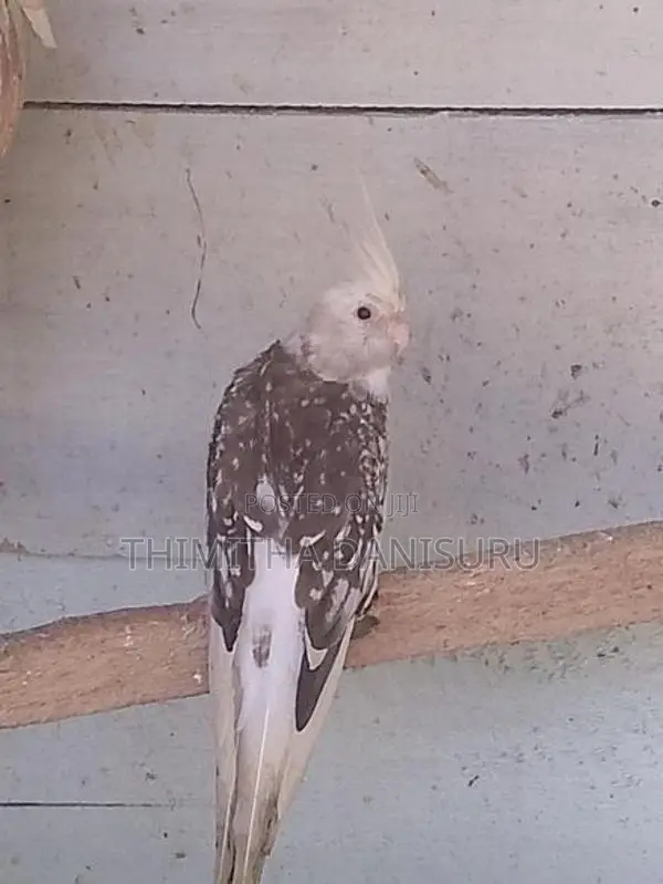 Cockatiel Pair