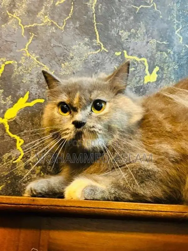 Persian Cat