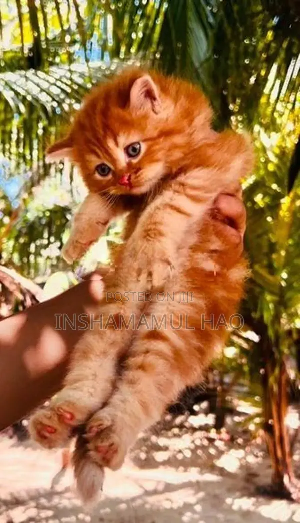 Persian Cat