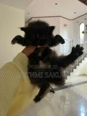 Persian Kittens