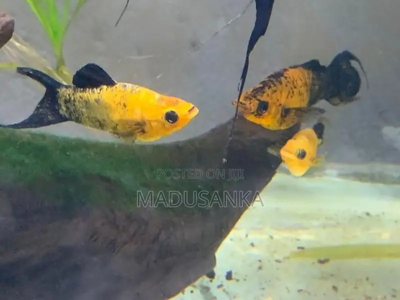 Molly Fish