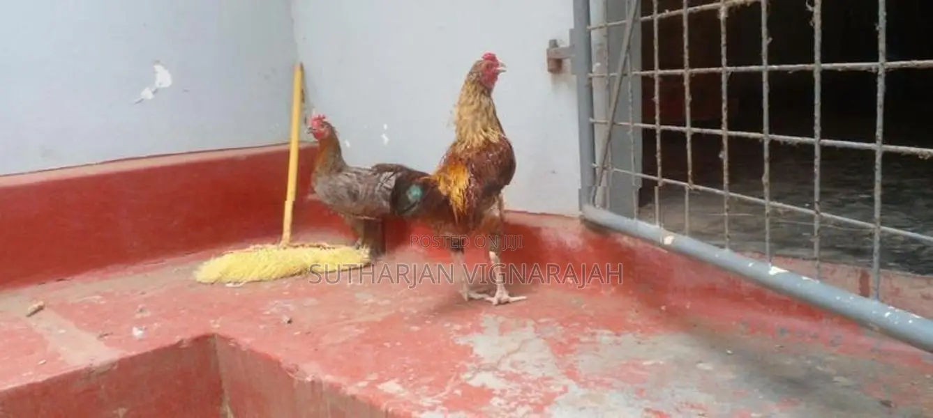 Rooster