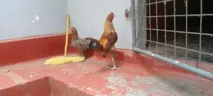 Rooster