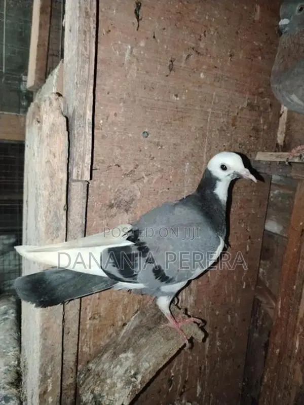 Pigeons