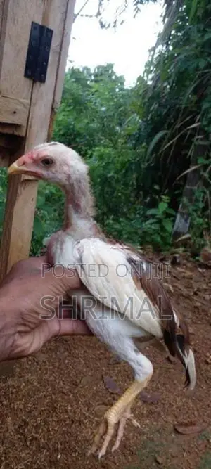Shamo Rooster