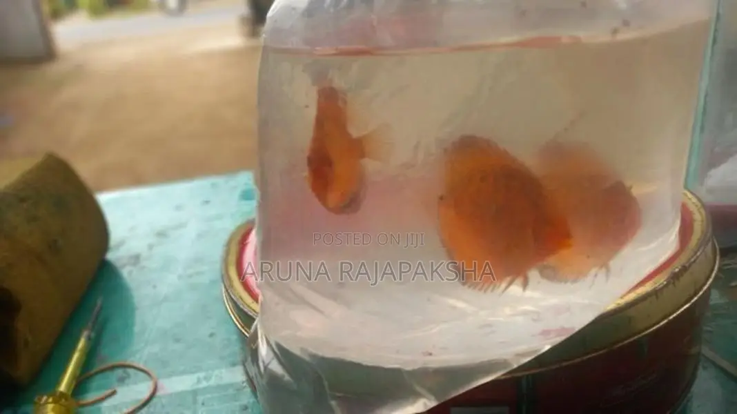 Discuss Fish
