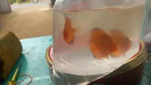 Discuss Fish