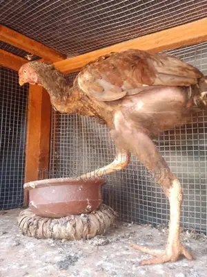 Velladiyan Rooster