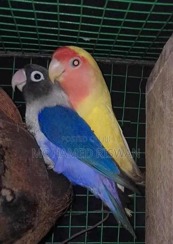 African love birds