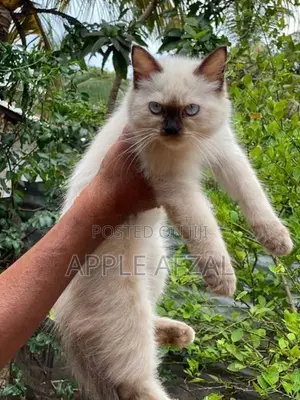 Persian Cat