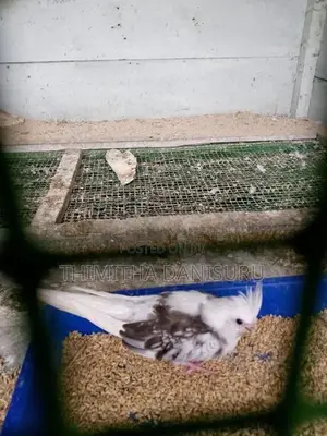 Cockatiel Pair