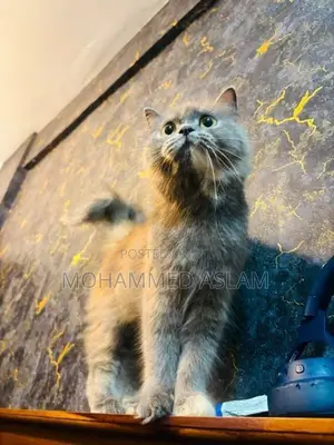 Persian Cat