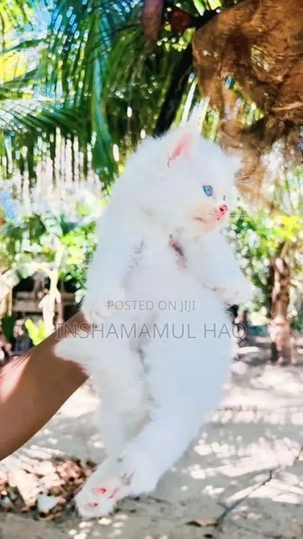 Persian Cat