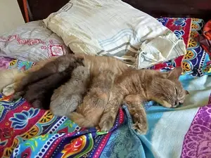 Persian Kittens