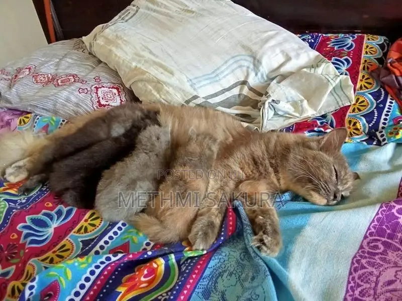Persian Kittens