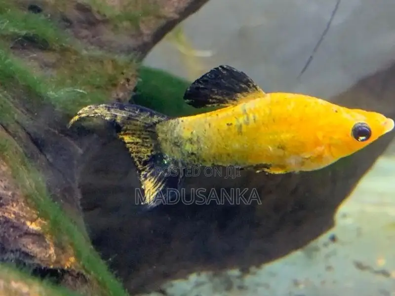 Molly Fish