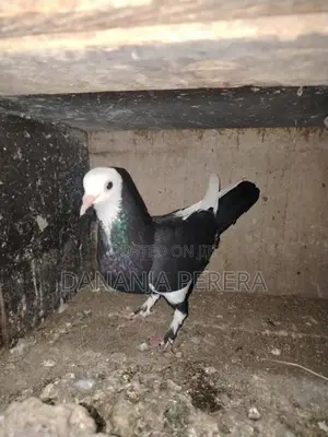 Pigeons