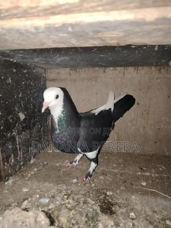 Pigeons