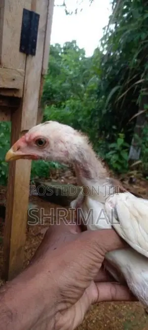 Shamo Rooster