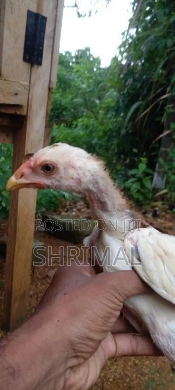 Shamo Rooster