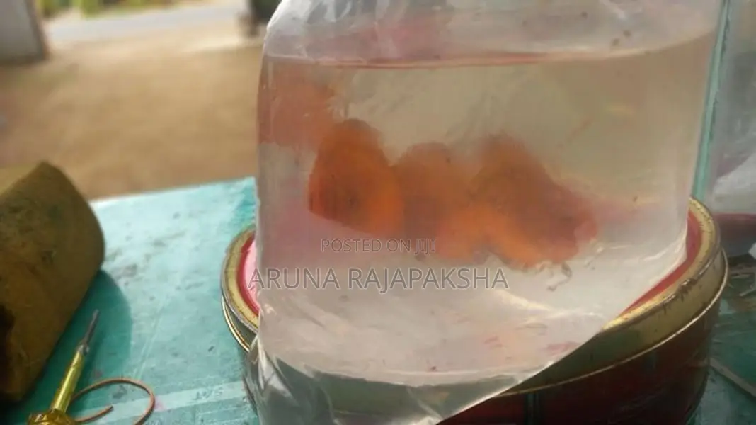 Discuss Fish