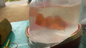 Discuss Fish