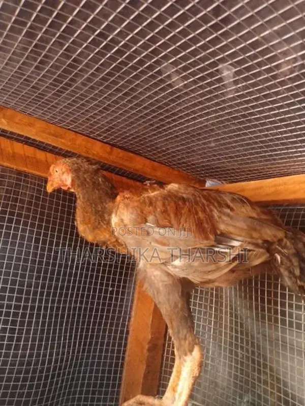 Velladiyan Rooster