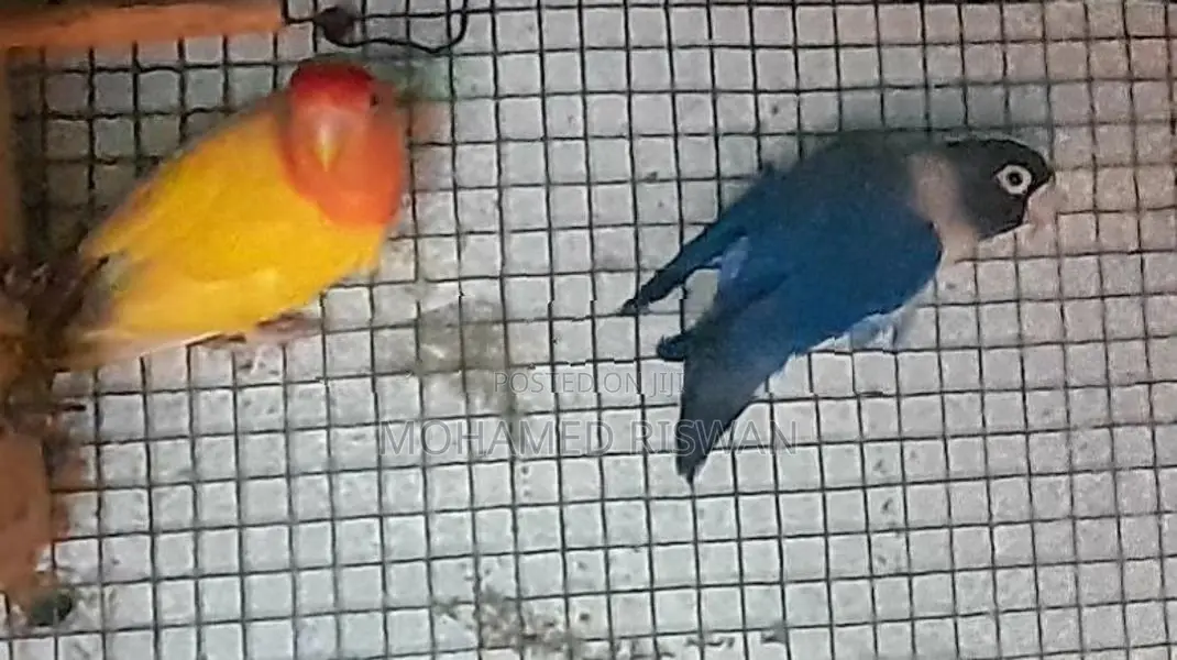 African love birds