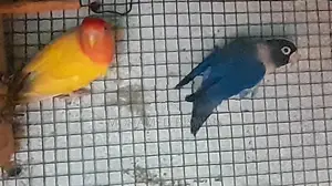 African love birds