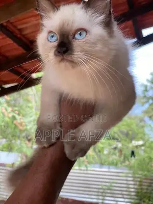 Persian Cat
