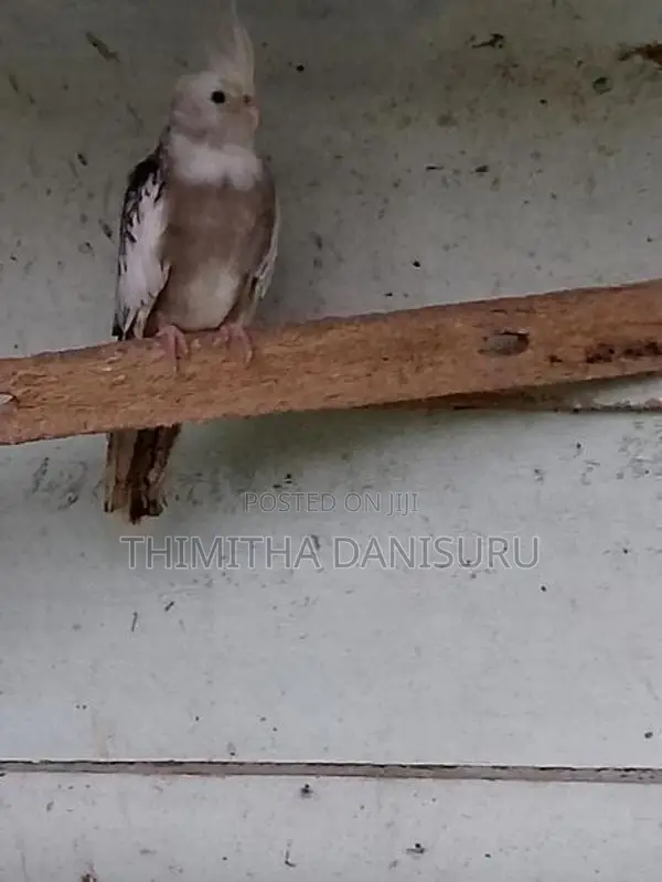Cockatiel Pair