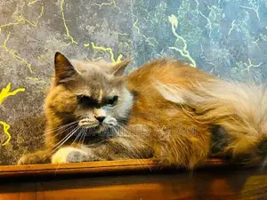 Persian Cat