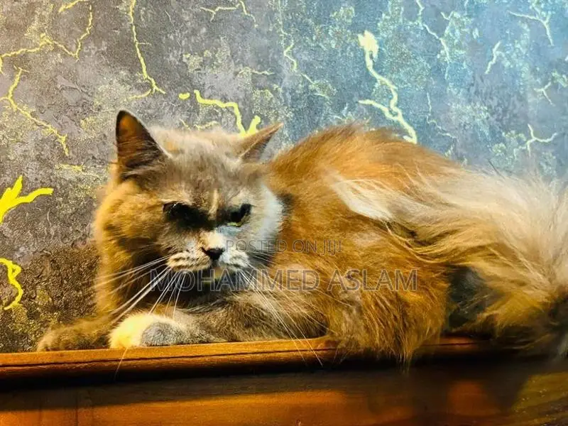 Persian Cat