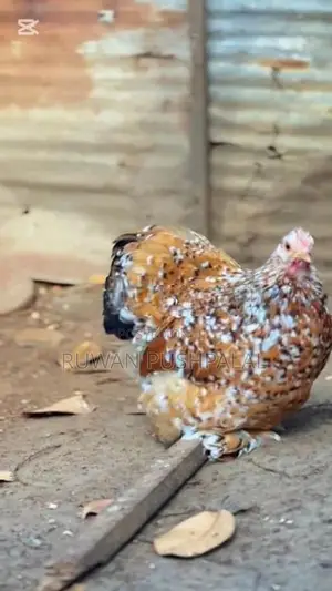 කොචින් කුකුලන්