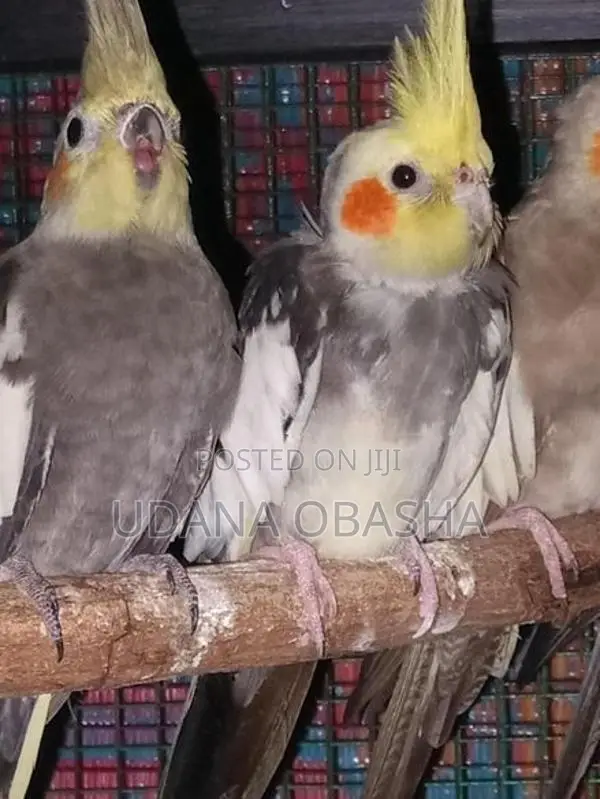 Cockatiel Breeding Pairs
