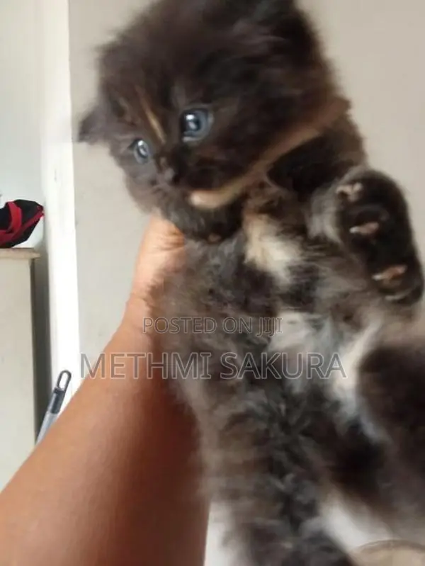Persian Kittens