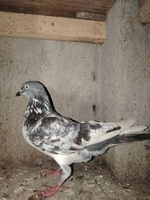 Pigeons