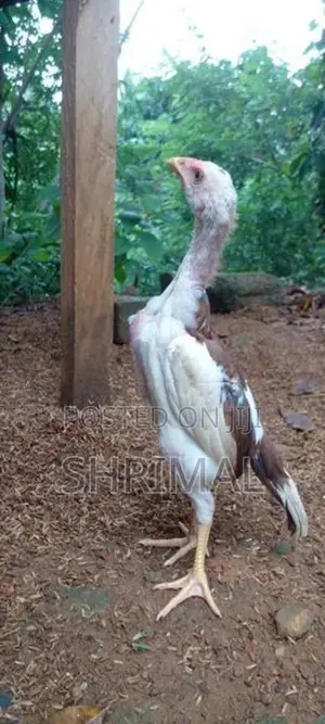 Shamo Rooster